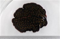 藏品(黃點黑扁蟲)的圖片